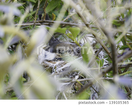 Parent wild birds incubating eggs in a nest in the bushes. Parent wild birds incubating eggs in a nest in the bushes. 139105365