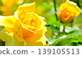 Yellow rose flower close-up 139105513