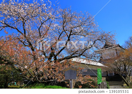 Kanazawa Castle: Ishikawa Gate and cherry blossoms in full bloom Kanazawa Castle: Ishikawa Gate and cherry blossoms in full bloom 139105531