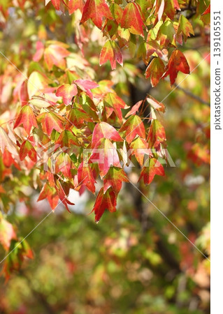 Autumn leaves of Toukaede Autumn leaves of Toukaede 139105551