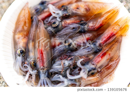 螢火蟲魷魚 螢火蟲魷魚 139105676