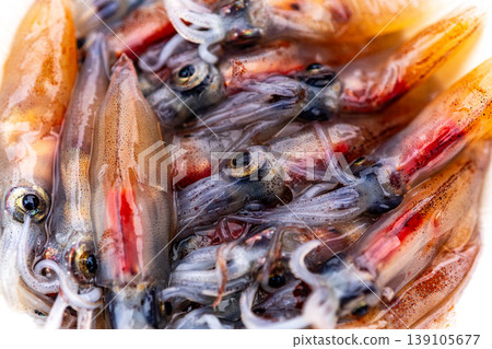 螢火蟲魷魚 139105677
