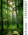 Sunlight filtering through the forest 139105807