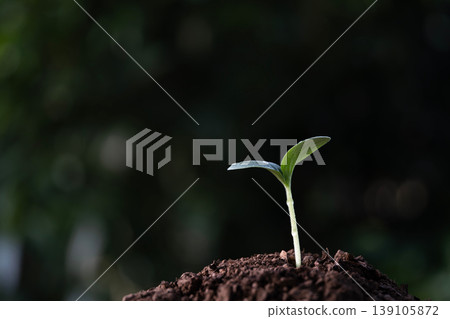 Small Growing sprout with dark lush green background Small Growing sprout with dark lush green background 139105872