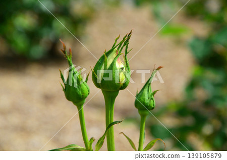 玫瑰花蕾 玫瑰花蕾 139105879