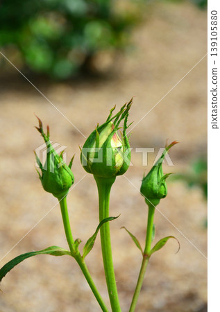 玫瑰花蕾 玫瑰花蕾 139105880