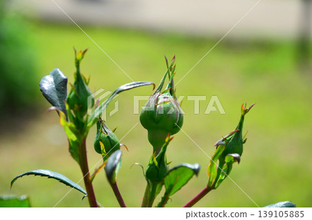 Rose bud Rose bud 139105885
