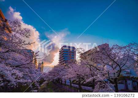 The flow of the Koda River reflects the cherry blossoms. The flow of the Koda River reflects the cherry blossoms. 139106272