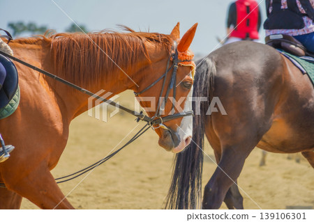 Horses used for riding lessons Horses used for riding lessons 139106301