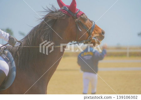 Black horse with red ear coverings Black horse with red ear coverings 139106302