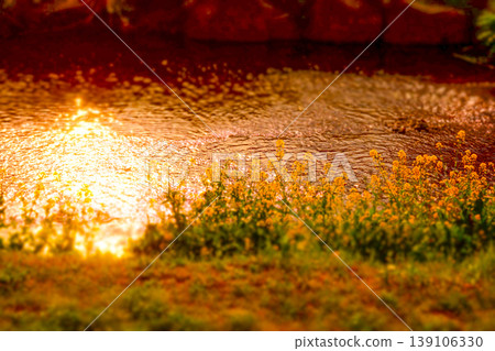 金黃色的水面和油菜花 金黃色的水面和油菜花 139106330