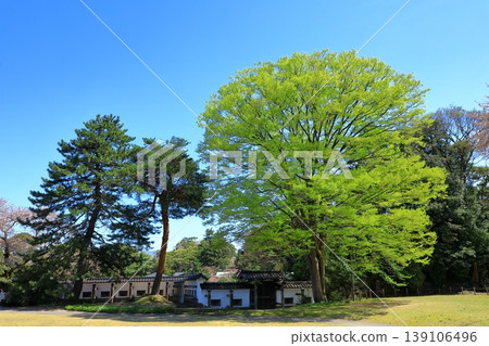 新鮮的綠色金澤城堡公園 新鮮的綠色金澤城堡公園 139106496