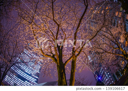 夜晚抬頭仰望赤坂的櫻花和建築 夜晚抬頭仰望赤坂的櫻花和建築 139106617