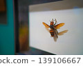 Bee specimens against a white background 139106667