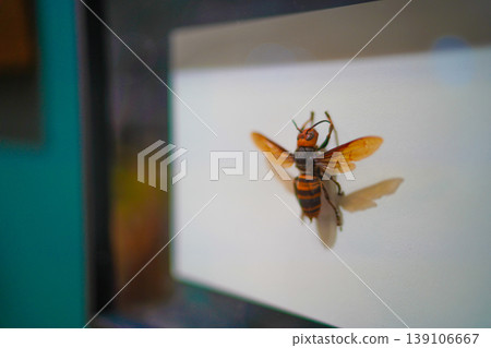 白色背景上的蜜蜂標本 白色背景上的蜜蜂標本 139106667