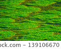 The texture of flowing algae 139106670