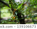 Caterpillar perched on a branch 139106673