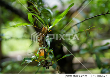 Caterpillar perched on a branch 139106673