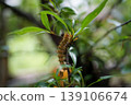 Caterpillar in the shade of a leaf (macro) 139106674