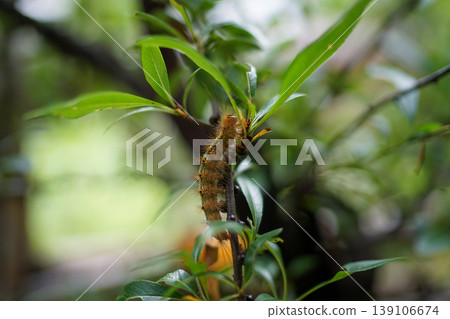 Caterpillar in the shade of a leaf (macro) Caterpillar in the shade of a leaf (macro) 139106674