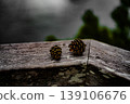 Wooden fence and pine cones 139106676