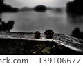 monochrome pinecone 139106677