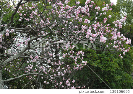 Plum blossoms at Mukoyama Green Space Plum blossoms at Mukoyama Green Space 139106695