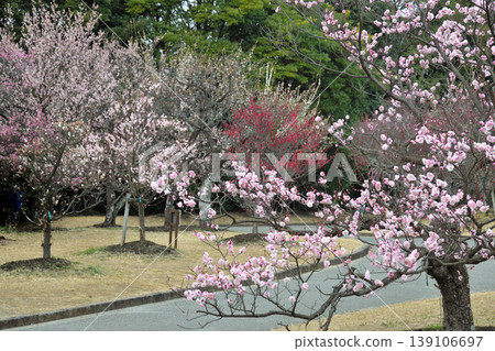 向山綠地的梅花 139106697