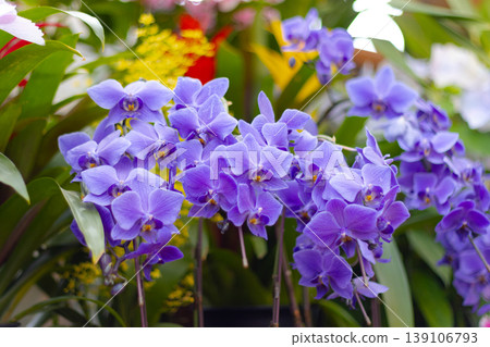 Vibrant purple Phalaenopsis orchids in full bloom, growing in a lush tropical garden with colorful background plants Vibrant purple Phalaenopsis orchids in full bloom, growing in a lush tropical garden with colorful background plants 139106793