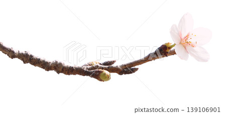 Cherry branches and cherry blossoms Cherry branches and cherry blossoms 139106901
