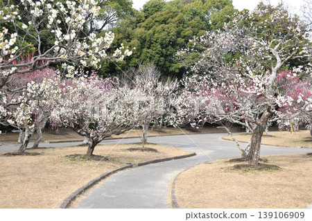 向山綠地的梅花 向山綠地的梅花 139106909