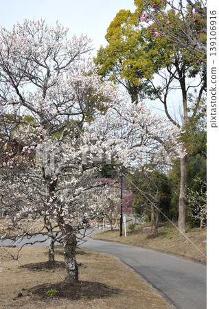 Plum blossoms at Mukoyama Green Space Plum blossoms at Mukoyama Green Space 139106916