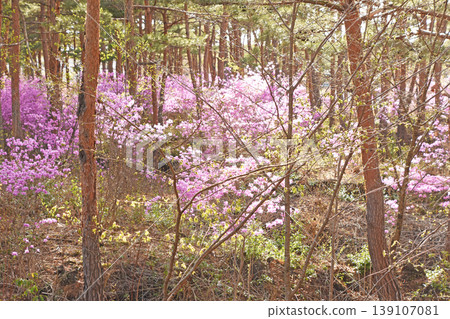A cluster of fully bloomed Rhododendron dilatatum spreads out at the foot of the pine forest, and the fresh green foliage of young trees sprouts on the uneven lava field creates a picturesque scene. A cluster of fully bloomed Rhododendron dilatatum spreads out at the foot of the pine forest, and the fresh green foliage of young trees sprouts on the uneven lava field creates a picturesque scene. 139107081