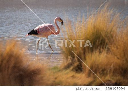 Lone pink flamingo wading gracefully in tranquil lake with tall grass Lone pink flamingo wading gracefully in tranquil lake with tall grass 139107094