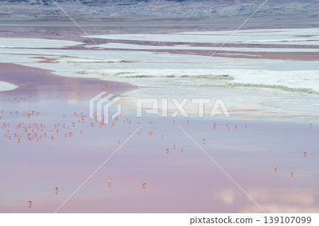 Serene pink lake with flamingos at Laguna Colorada in Bolivia 139107099