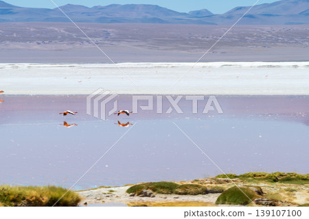 Serene flamingos at stunning red Laguna Colorada Bolivia landscape Serene flamingos at stunning red Laguna Colorada Bolivia landscape 139107100