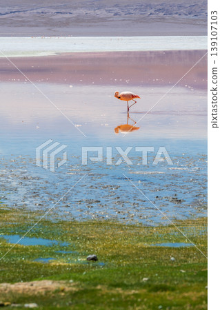 Serene flamingo reflection in colorful water of Laguna Colorada Bolivia Serene flamingo reflection in colorful water of Laguna Colorada Bolivia 139107103
