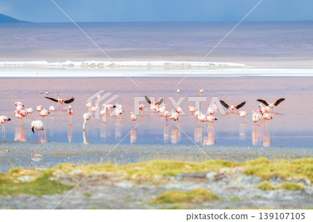 Serene pink flamingos wading in shallow Laguna Colorada Bolivia 139107105