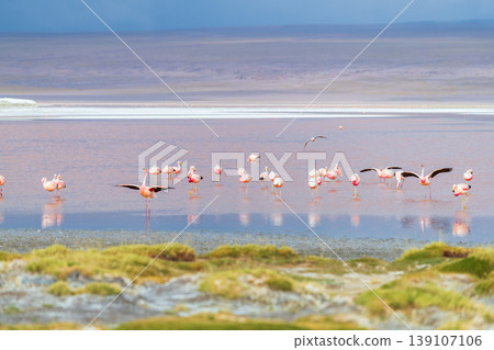 Serene flamingo flock flying over colorful water at Laguna Colorada Bolivia 139107106