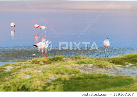Serene wild flamingos wading in Laguna Colorada lake in Bolivia 139107107