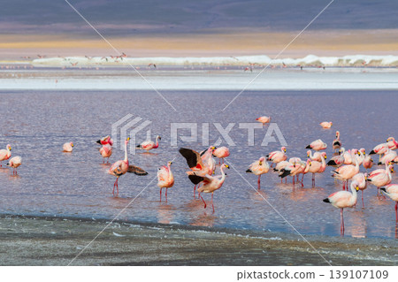 Beautiful flamingo flock wading at serene Laguna Colorada Bolivia Beautiful flamingo flock wading at serene Laguna Colorada Bolivia 139107109