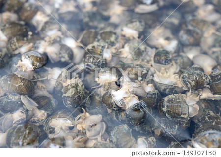A large number of snails submerged in water 139107130