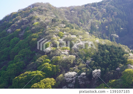 請欣賞長野縣埴科郡榊町山區盛開的山櫻。 請欣賞長野縣埴科郡榊町山區盛開的山櫻。 139107185