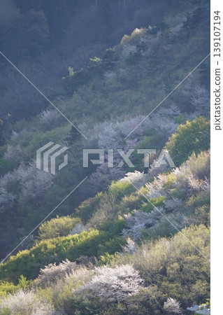 Please enjoy the mountain cherry blossoms blooming in the mountains of Sakaki Town, Hanishina District, Nagano Prefecture. Please enjoy the mountain cherry blossoms blooming in the mountains of Sakaki Town, Hanishina District, Nagano Prefecture. 139107194