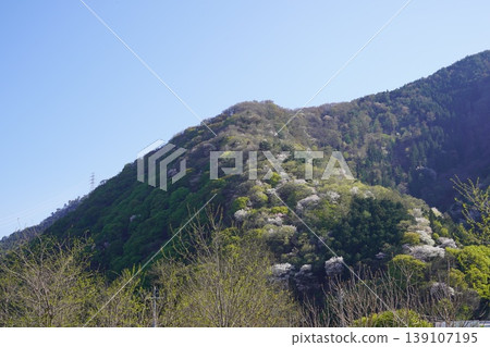 Please enjoy the mountain cherry blossoms blooming in the mountains of Sakaki Town, Hanishina District, Nagano Prefecture. Please enjoy the mountain cherry blossoms blooming in the mountains of Sakaki Town, Hanishina District, Nagano Prefecture. 139107195