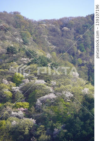 請欣賞長野縣埴科郡榊町山區盛開的山櫻。 請欣賞長野縣埴科郡榊町山區盛開的山櫻。 139107196