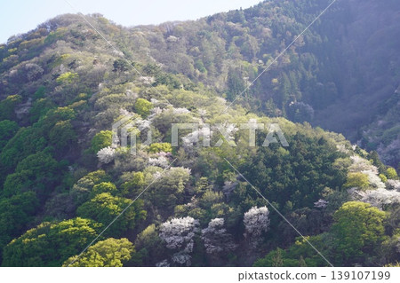 請欣賞長野縣埴科郡榊町山區盛開的山櫻。 請欣賞長野縣埴科郡榊町山區盛開的山櫻。 139107199