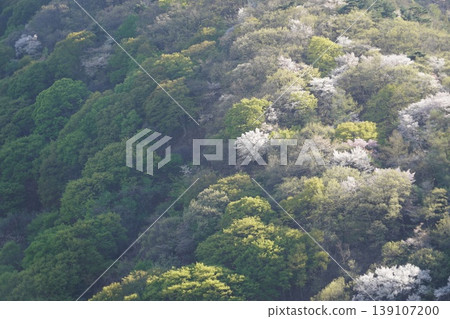請欣賞長野縣埴科郡榊町山區盛開的山櫻。 請欣賞長野縣埴科郡榊町山區盛開的山櫻。 139107200