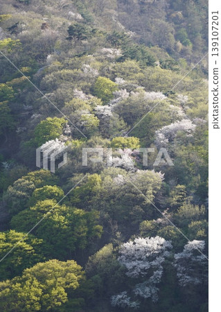 請欣賞長野縣埴科郡榊町山區盛開的山櫻。 請欣賞長野縣埴科郡榊町山區盛開的山櫻。 139107201