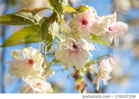 The Gyoiko cherry blossoms are changing to a pink color. The Gyoiko cherry blossoms are changing to a pink color. 139107206
